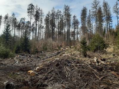 Starker Borkenkäferbefall lässt Kahlflächen entstehen © Forstamt Marksuhl 20210320 131140 (1)