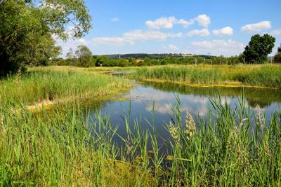 Werraaue im Sommer 2023 © Thüringer Fernwasserversorgung flutmulde 2023