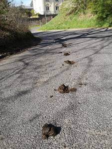 pferde pfel © Ordnungsamt