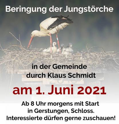 Beringung der Jungstörche2021