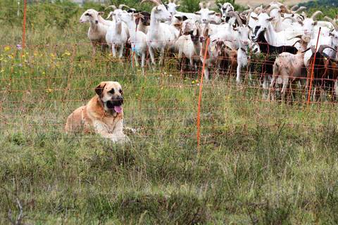 Bild Herdenschutz