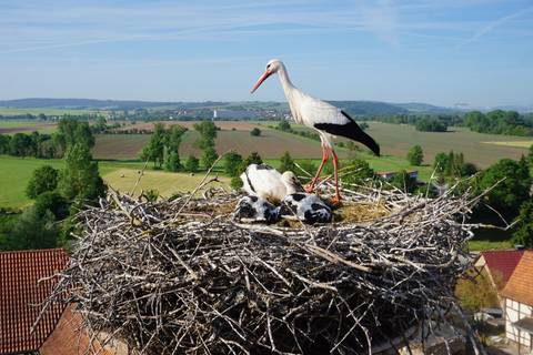 nestgerstungen karen