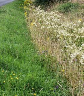 Mahd an Uferböschungen ©T. Hennicke bild 2 beispielbild für mahd bis 30cm