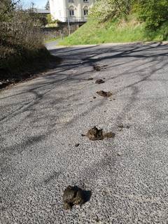 pferde pfel ©Ordnungsamt