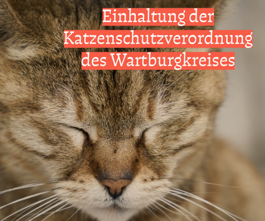 Einhaltung Katzenschutzverordnung ©Adobe Lizenzen unbenannt
