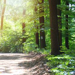 Ein idyllischer Rastplatz am Sallmannhäuser Rennsteig