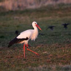 Storch1