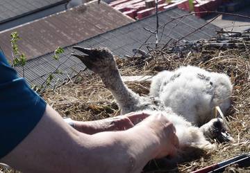 DSC08529k © I. Stützel