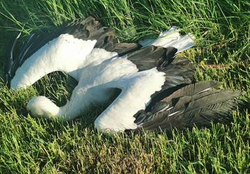 Tod durch Unglück am Hochspannungsmasten am 6. Juni 2021 © K. Hartung IMG 20210529 194240