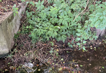 Grünschnitt, Kartoffelkraut und kleine Kartoffelknollen in der Weihe in Untersuhl Grünschnitt, Kartoffelkraut und kleine Kartoffelknollen in der Weihe in Untersuhl