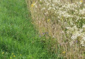 Bild 5 - Beispielbild für Mahd bis 30 cm an die Mittelwasserspiegellage Bild 5 - Beispielbild für Mahd bis 30 cm an die Mittelwasserspiegellage