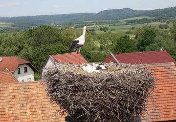 Nest Lauchröden2