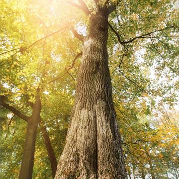 BergahornDietrichsberg
