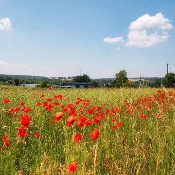 Feld bei Förtha © Karen Hartung Feld bei Förtha
