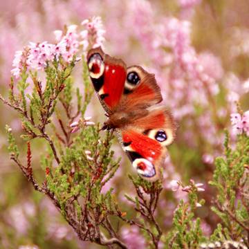 Zahlreiche Insektenarten finden Lebensraum in der Gerstunger Wacholderheide ©KHartung