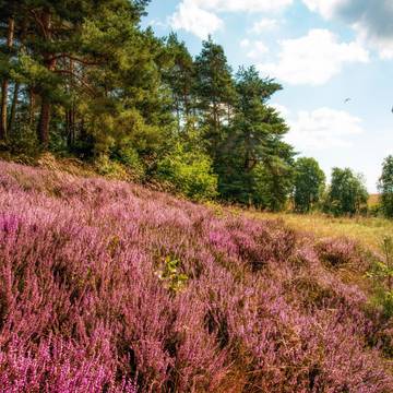 Wacholderheide bei Gerstungen 2016 ©KHartung