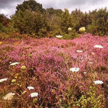 Wacholderheide Gerstungen im August 2020 ©KHartung