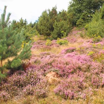 Wacholderheide bei Gerstungen im August 2020 ©KHartung