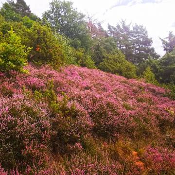 Wacholderheide bei Gerstungen im August 2020 ©KHartung