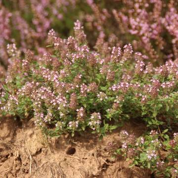 Wildform des Thymians in der Gerstunger Wacholderheide ©KHartung