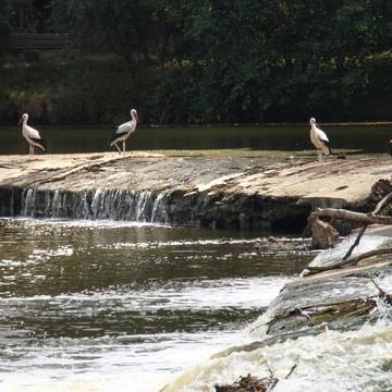 WehrStörche08 2018KH Ein trockener Sommer... Das Wehr führt nur wenig Wasser
