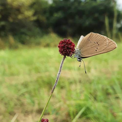 20220726 dkl Wiesenknopf Ameisenbläuling © Kevin Töfge 20220726 dkl Wiesenknopf Ameisenbläuling © Kevin Töfge