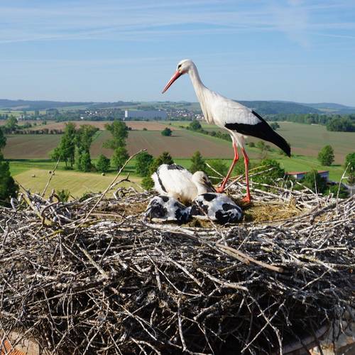 NestGerstungen Karen