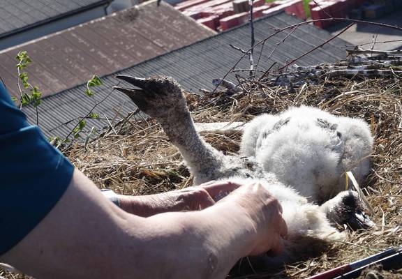 DSC08529k © I. Stützel