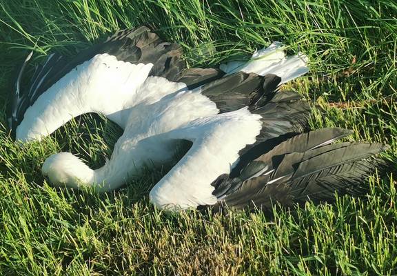 Tod durch Unglück am Hochspannungsmasten am 6. Juni 2021 © K. Hartung IMG 20210529 194240