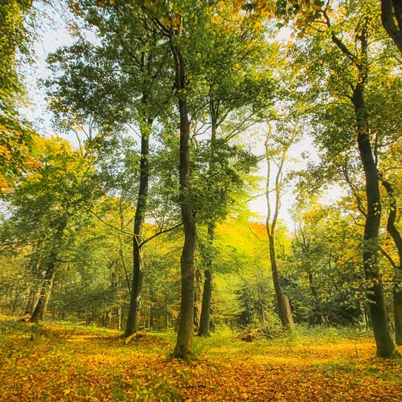 Herbstwald Dietrichsberg09 2018KH