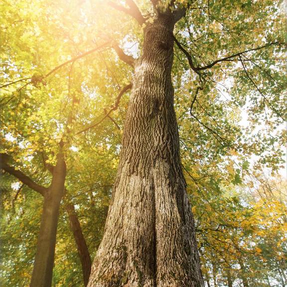 BergahornDietrichsberg