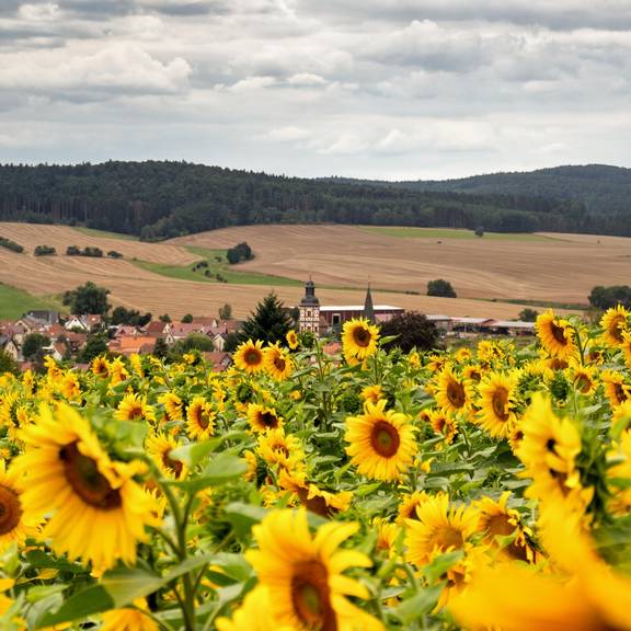 Ansicht mitSonnenblumen1 08 2019KH Sonnenblumenfeld über Marksuhl