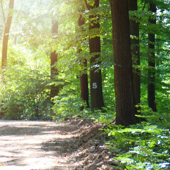 Ein idyllischer Rastplatz am Sallmannhäuser Rennsteig