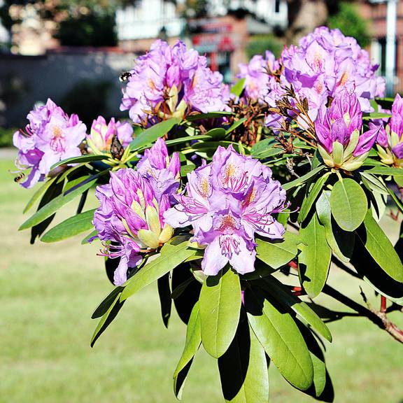 Rathauspark Gerstungen