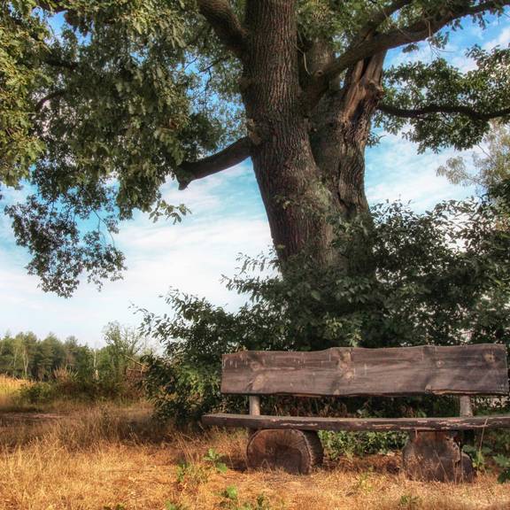 Rastplatz Baptisteneiche bei Oberellen