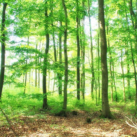 Am Sallmannshäuser Rennsteig