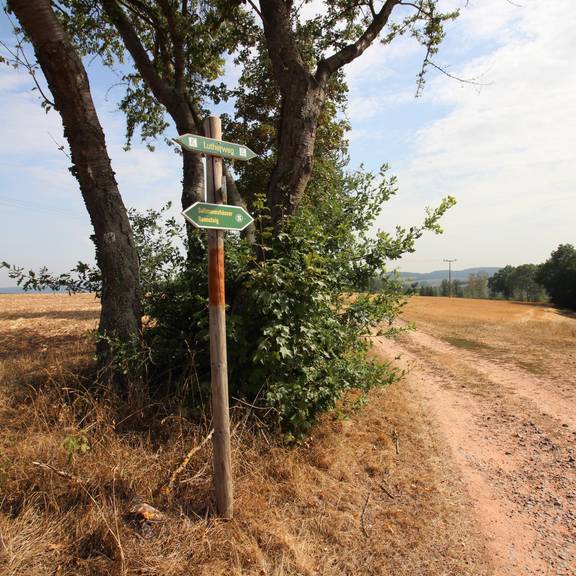 Am Sallmannshäuser Rennsteig