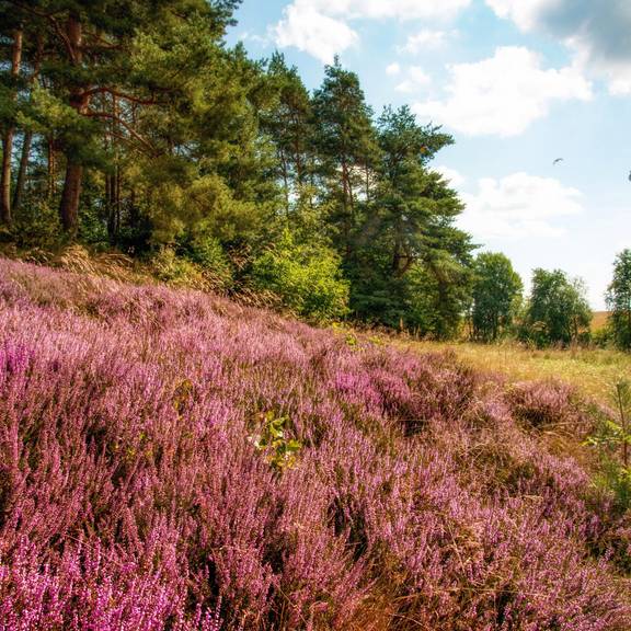 Wacholderheide bei Gerstungen 2016 ©KHartung