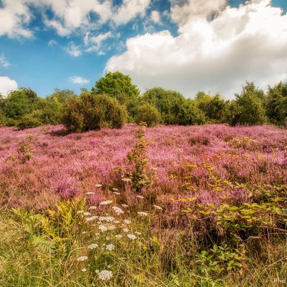 Wacholderheide Gerstungen ©KHartung