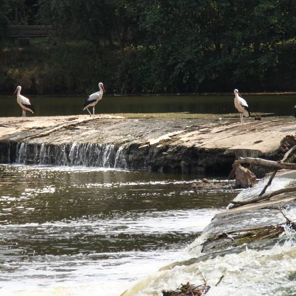 WehrStörche08 2018KH Ein trockener Sommer... Das Wehr führt nur wenig Wasser